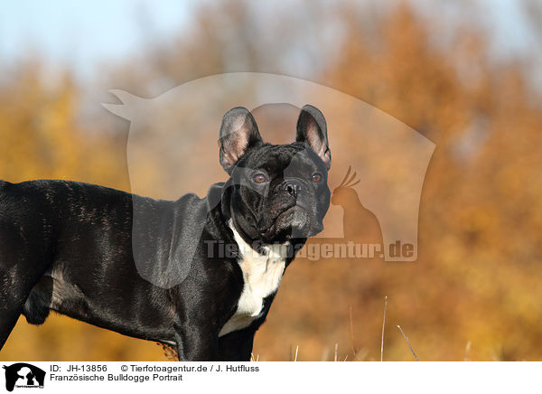 Franzsische Bulldogge Portrait / French Bulldog Portrait / JH-13856