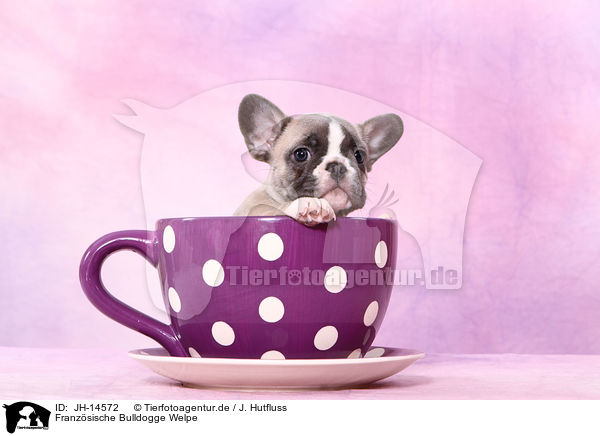 Franzsische Bulldogge Welpe / French Bulldog Puppy / JH-14572