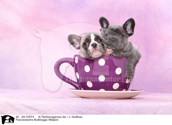 Franzsische Bulldogge Welpen / French Bulldog Puppies / JH-14574