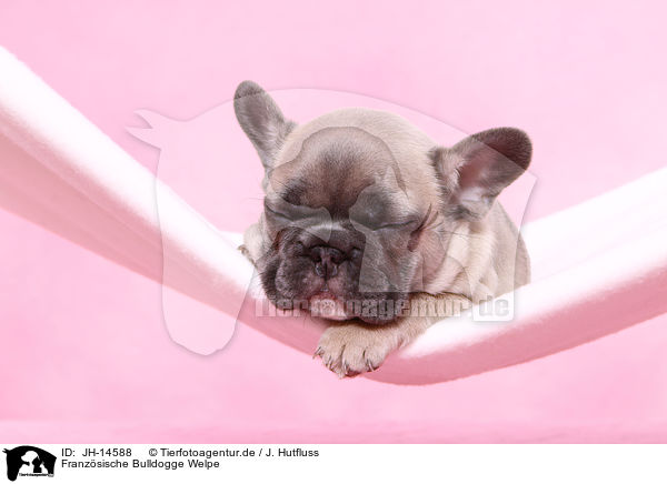 Franzsische Bulldogge Welpe / JH-14588