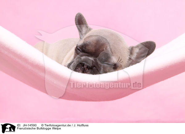 Franz�sische Bulldogge Welpe / French Bulldog Puppy / JH-14590