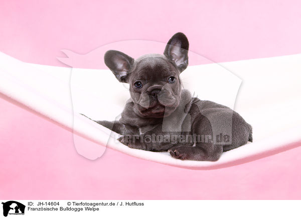Franzsische Bulldogge Welpe / JH-14604