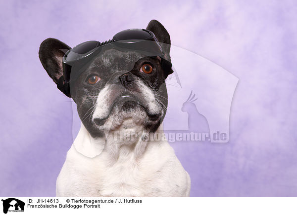 Franzsische Bulldogge Portrait / JH-14613
