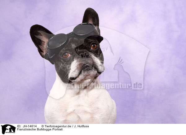 Franzsische Bulldogge Portrait / JH-14614