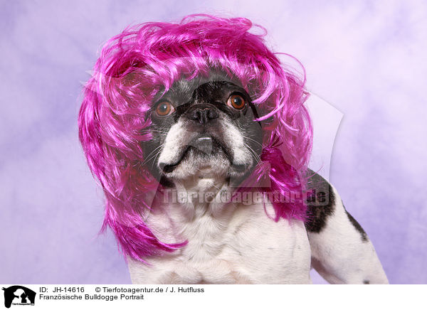 Franzsische Bulldogge Portrait / JH-14616