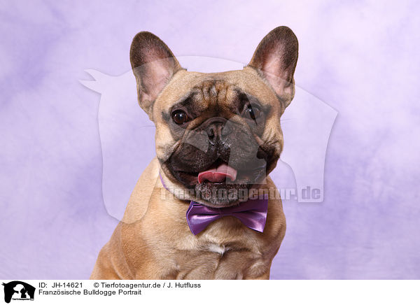 Franzsische Bulldogge Portrait / JH-14621