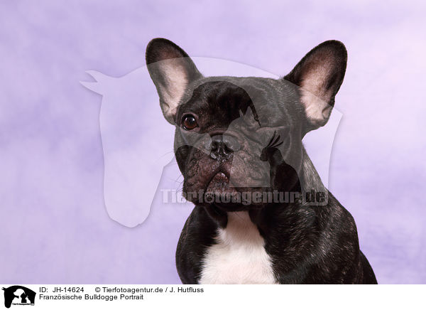 Franzsische Bulldogge Portrait / JH-14624