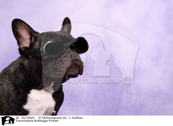 Franzsische Bulldogge Portrait / JH-14625