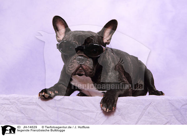 liegende Franzsische Bulldogge / JH-14629