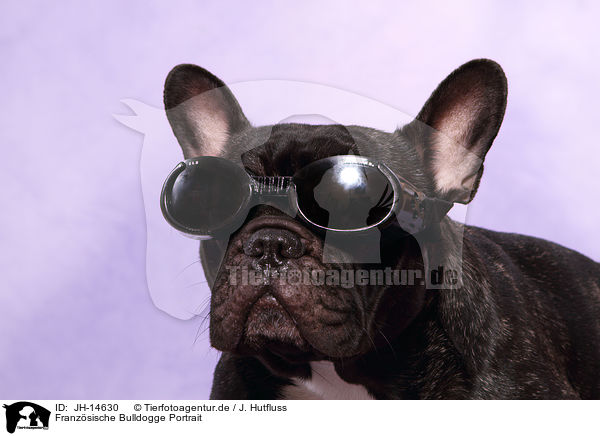 Franzsische Bulldogge Portrait / JH-14630