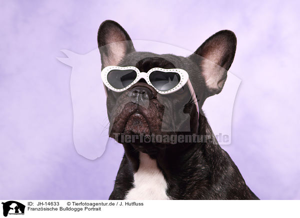 Franzsische Bulldogge Portrait / JH-14633