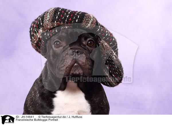 Franzsische Bulldogge Portrait / JH-14641