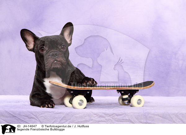 liegende Franzsische Bulldogge / JH-14647