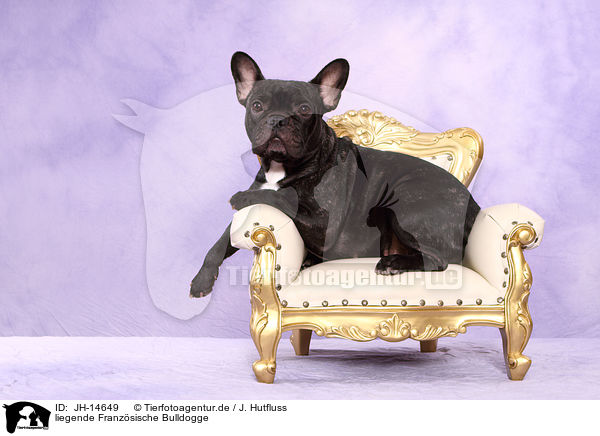 liegende Franzsische Bulldogge / JH-14649