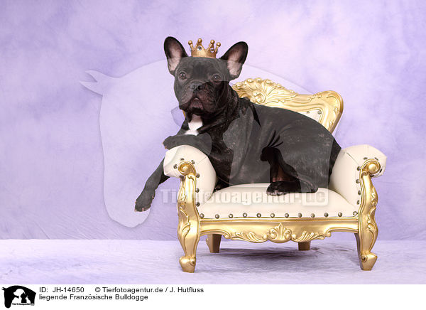 liegende Franzsische Bulldogge / lying French Bulldog / JH-14650