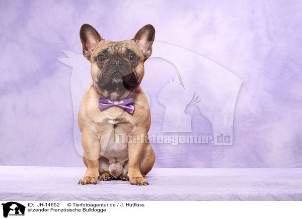 sitzender Franzsische Bulldogge / JH-14652