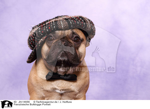 Franzsische Bulldogge Portrait / JH-14656