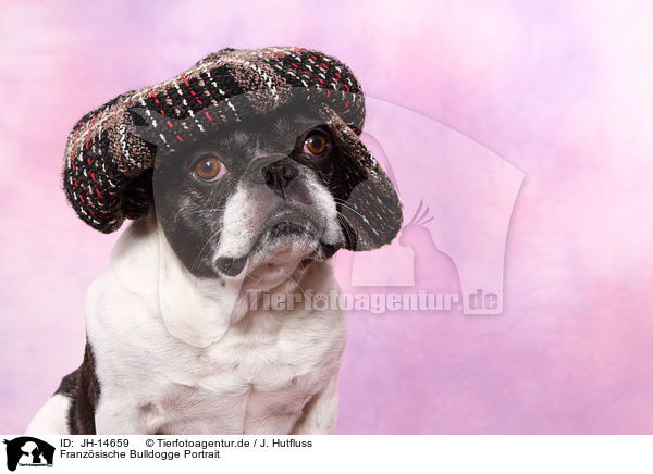 Franzsische Bulldogge Portrait / JH-14659