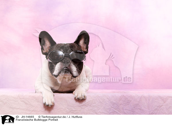 Franzsische Bulldogge Portrait / JH-14665