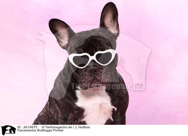 Franzsische Bulldogge Portrait / JH-14675