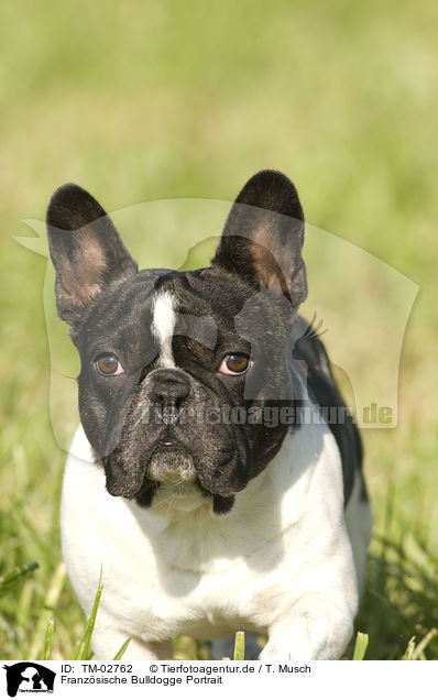 Franzsische Bulldogge Portrait / French Bulldog Portrait / TM-02762