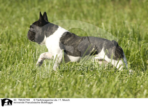 rennende Franzsische Bulldogge / running French Bulldog / TM-02768