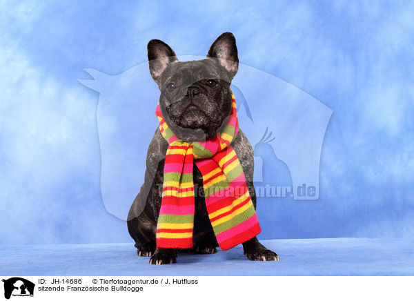 sitzende Franzsische Bulldogge / JH-14686