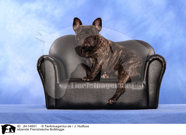 sitzende Franzsische Bulldogge / sitting French Bulldog / JH-14691