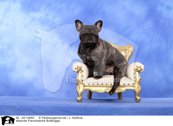 sitzende Franzsische Bulldogge / sitting French Bulldog / JH-14692
