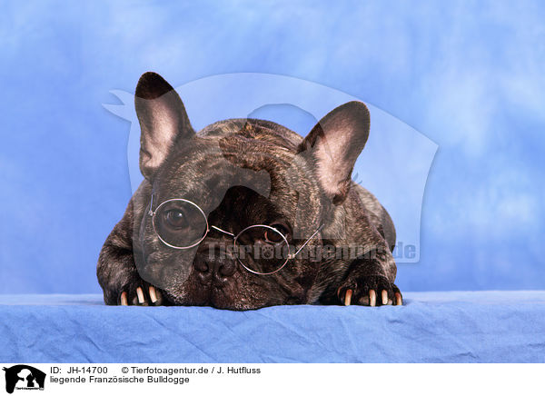 liegende Franzsische Bulldogge / lying French Bulldog / JH-14700