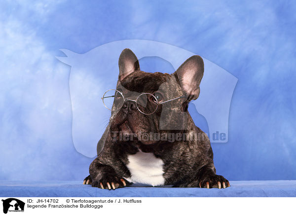 liegende Franzsische Bulldogge / lying French Bulldog / JH-14702