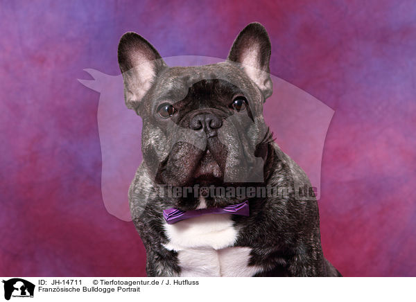 Franzsische Bulldogge Portrait / French Bulldog Portrait / JH-14711