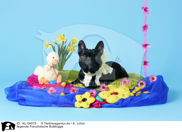 liegende Franz�sische Bulldogge / lying French Bulldog / KL-09075