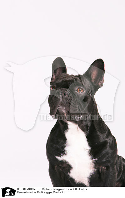 Franzsische Bulldogge Portrait / French Bulldog Portrait / KL-09078