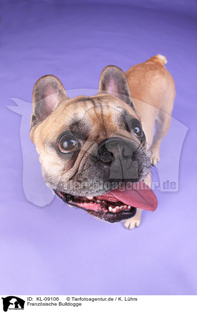 Franzsische Bulldogge / KL-09106