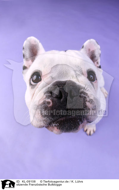 sitzende Franzsische Bulldogge / KL-09108