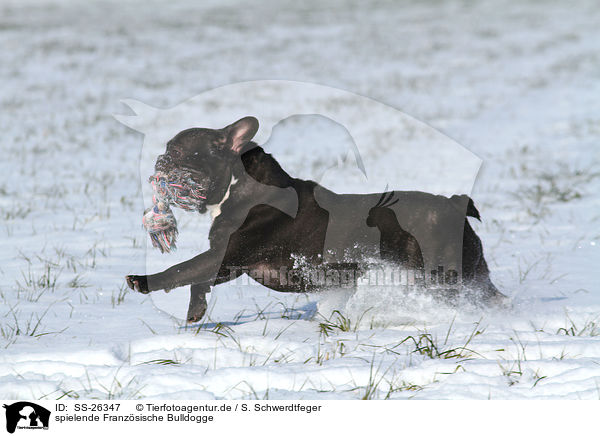 spielende Franzsische Bulldogge / playing French Bulldog / SS-26347