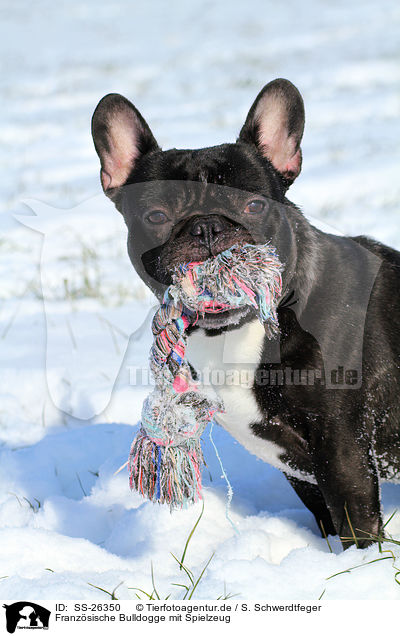 Franzsische Bulldogge mit Spielzeug / French Bulldog with toy / SS-26350