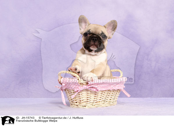 Franzsische Bulldogge Welpe / JH-15743