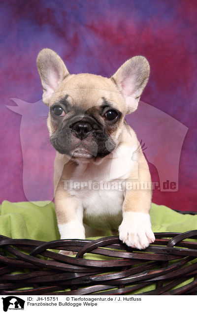 Franzsische Bulldogge Welpe / French Bulldog Puppy / JH-15751