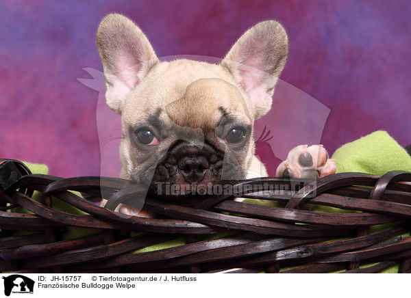 Franzsische Bulldogge Welpe / French Bulldog Puppy / JH-15757
