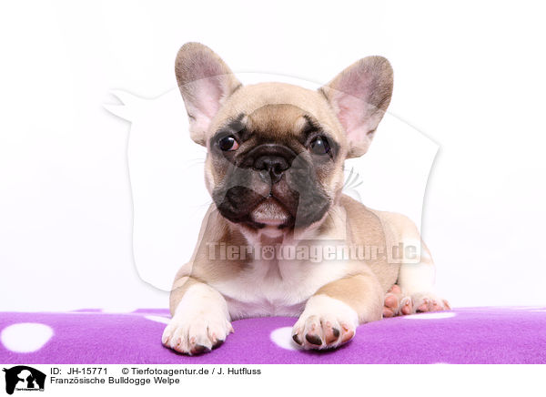 Franzsische Bulldogge Welpe / JH-15771