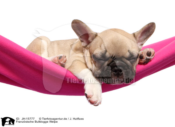 Franzsische Bulldogge Welpe / JH-15777