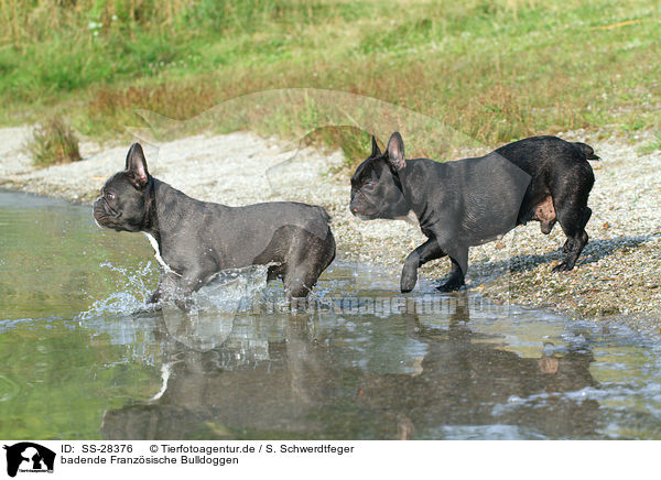 badende Franzsische Bulldoggen / bathing French Bulldogs / SS-28376