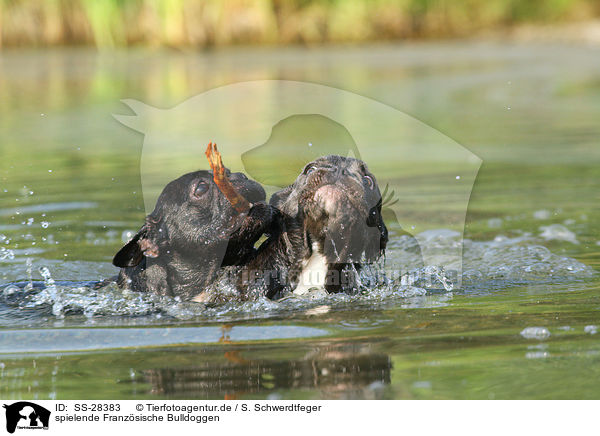 spielende Franzsische Bulldoggen / playing French Bulldogs / SS-28383