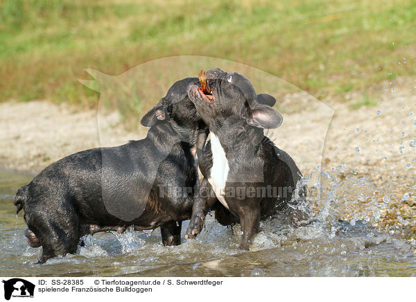 spielende Franzsische Bulldoggen / playing French Bulldogs / SS-28385