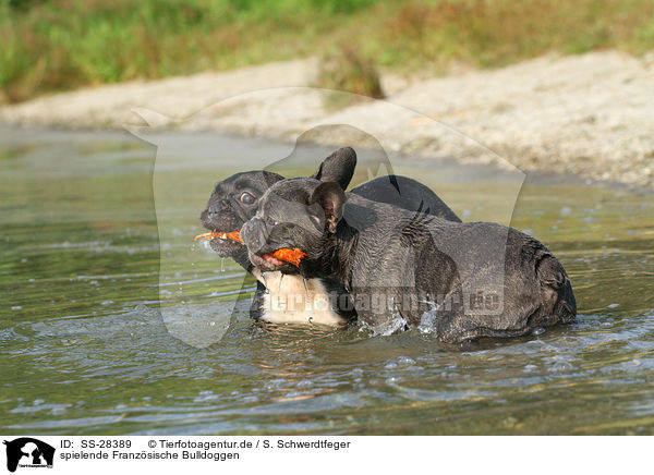 spielende Franzsische Bulldoggen / playing French Bulldogs / SS-28389