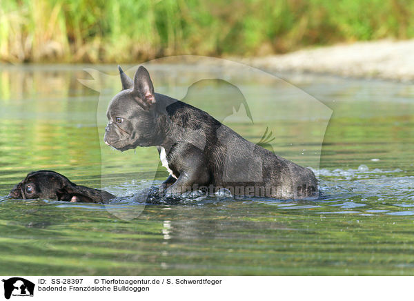 badende Franzsische Bulldoggen / bathing French Bulldogs / SS-28397