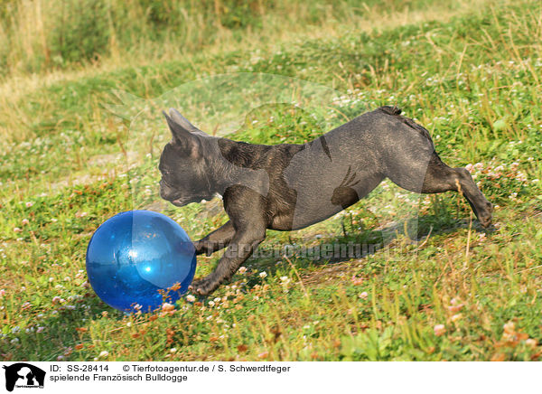 spielende Franzsisch Bulldogge / playing French Bulldog / SS-28414