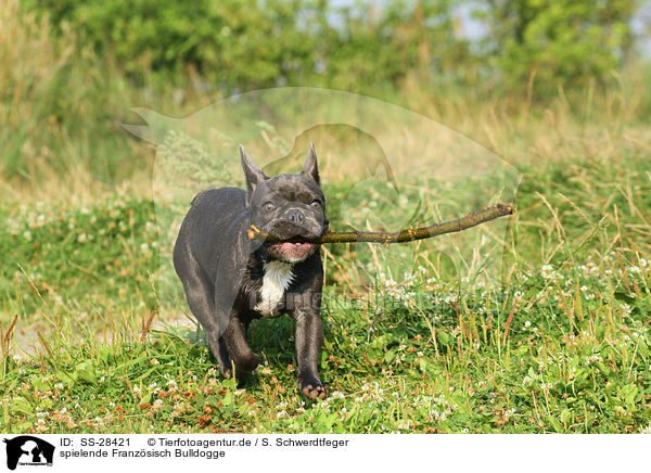 spielende Franzsisch Bulldogge / playing French Bulldog / SS-28421